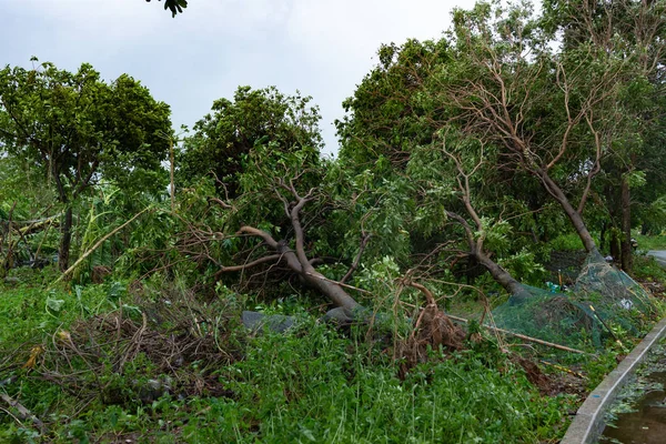 broken trees after a strong storm went through