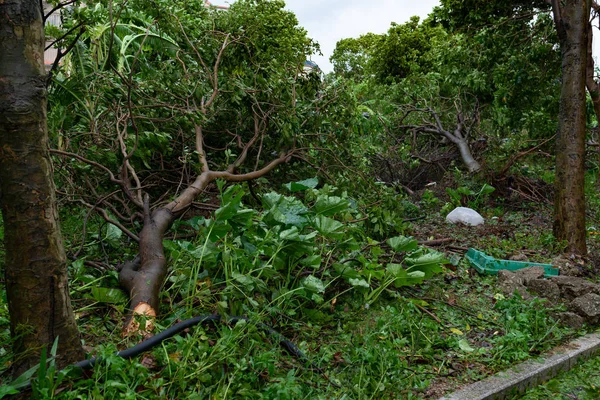 güçlü bir fırtına geçti sonra kırılmış ağaçlar