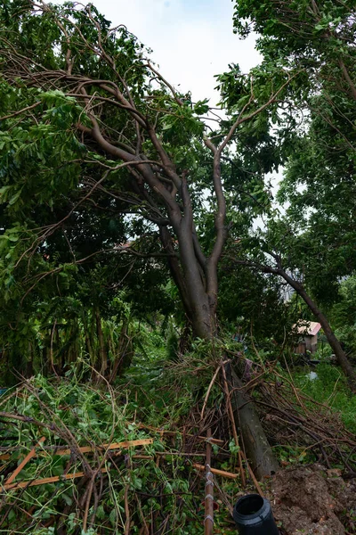 güçlü bir fırtına geçti sonra kırılmış ağaçlar