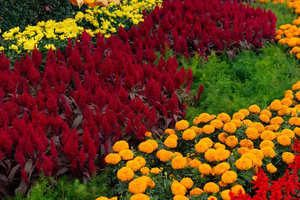 Különböző Krizantém Virág Szabadtéri — Stock Fotó