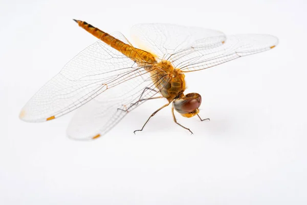 Side View Golden Dragonfly Close — Stock Photo, Image