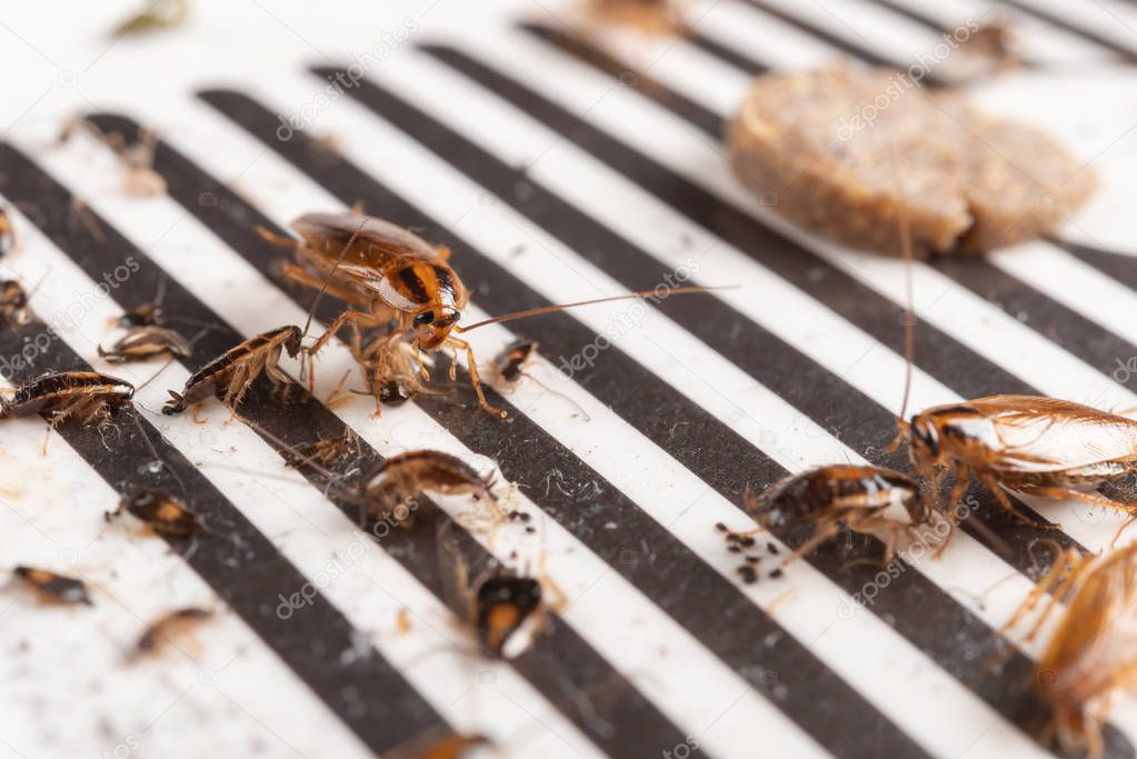 lots of cockroaches have been caught by the sticker or catcher with baits