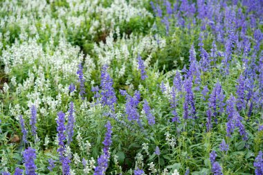 güzel beyaz ve Lila lavanta gündüz içinde eğe