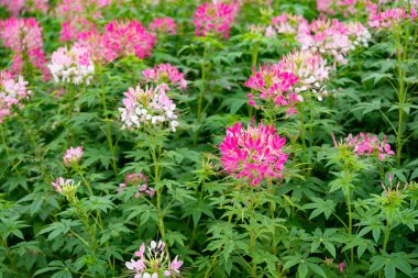 Açık yatay bileşiminde güzel çiçekler