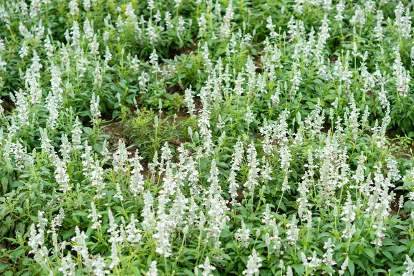 Beautiful White Lavender Filed Day Time — Stock Photo, Image