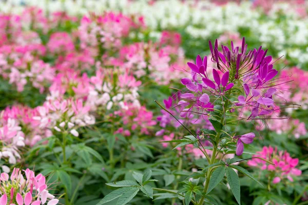 Szép Virágok Kültéri Vízszintes Összetétel — Stock Fotó
