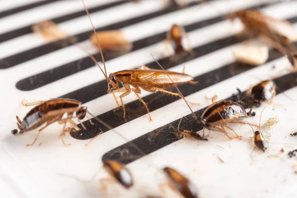 Massor Kackerlackor Har Fångats Viseringsmärket Eller Catcher — Stockfoto