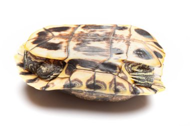 evde beslenen hayvan kaplumbağa kırmızı kulaklı kaymak veya Trachemys scripta elegans beyaz