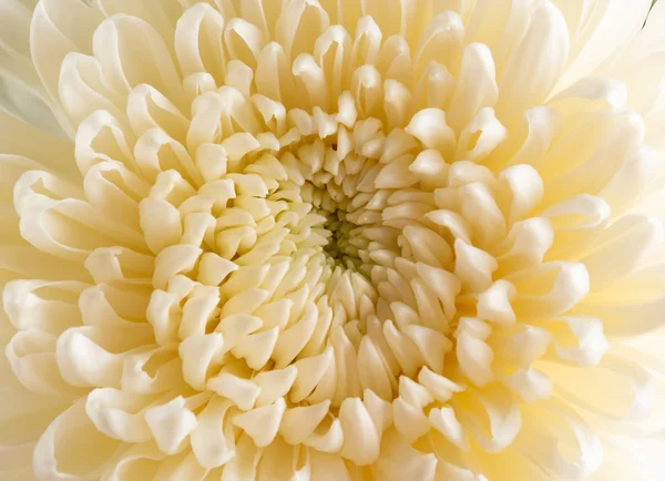 Perto Centro Uma Flor Crisântemo Branco — Fotografia de Stock