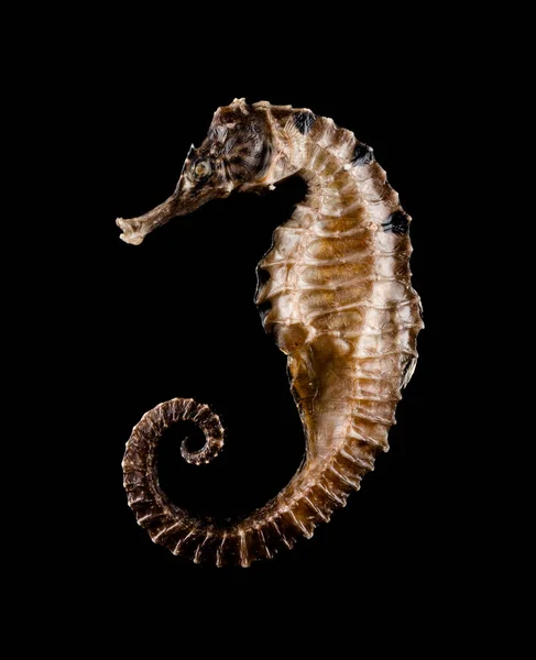 Suchý Seahorse Jako Čínská Medicína Černém Pozadí — Stock fotografie