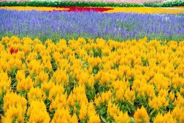 bir gün zaman çiçek alanı