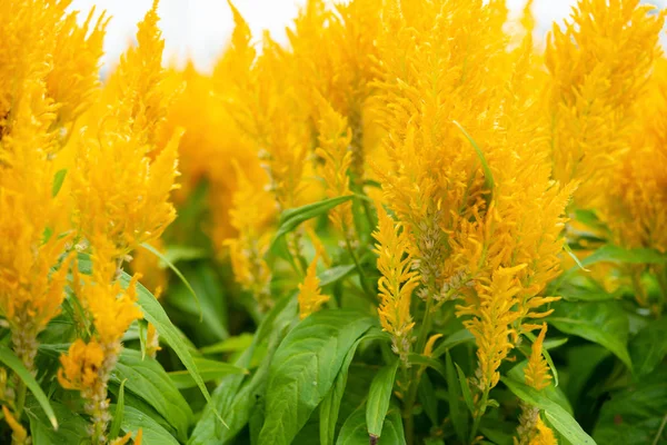 Gelbe Blüten Aus Nächster Nähe — Stockfoto