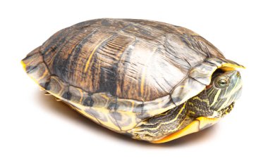 yan görünümü evde beslenen hayvan kaplumbağa kırmızı kulaklı kaymak veya Trachemys scripta elegans beyaz