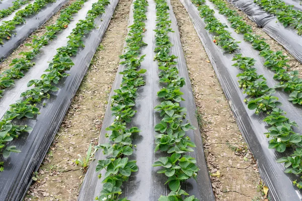 Field Strawberries — Stock Photo, Image