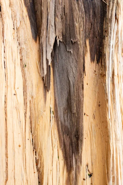 Tree Damaged Bark Close Vertical Composition — Stock Photo, Image