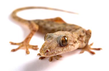 kertenkele beyaz bir arka plan üzerinde Kapat