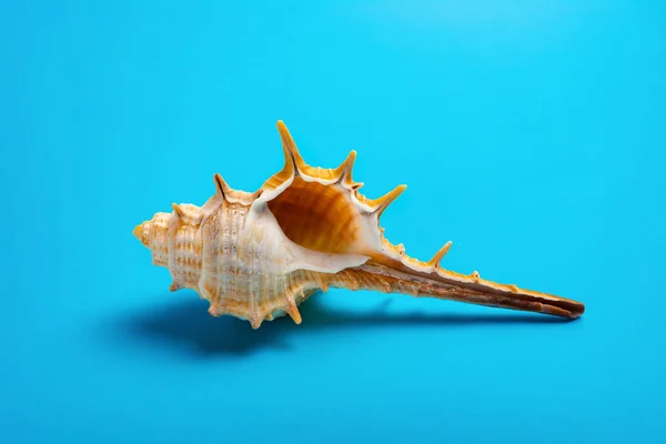 Caracola Sobre Fondo Azul — Foto de Stock