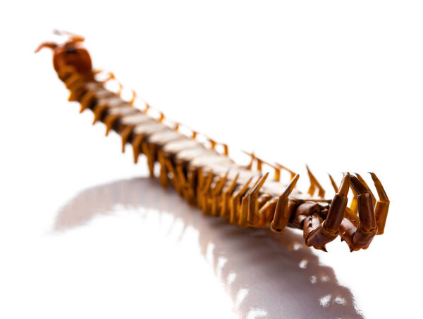dead body of a giant size centipede on a white background