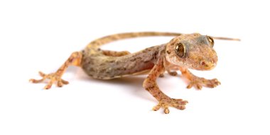 kertenkele beyaz bir arka plan üzerinde Kapat