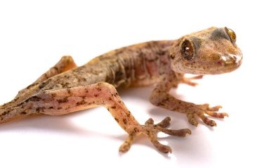 kertenkele beyaz bir arka plan üzerinde Kapat