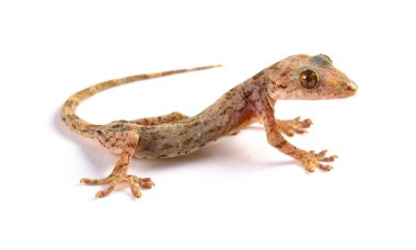 kertenkele beyaz bir arka plan üzerinde Kapat