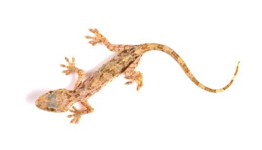 kertenkele beyaz bir arka plan üzerinde Kapat