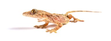 kertenkele beyaz bir arka plan üzerinde Kapat