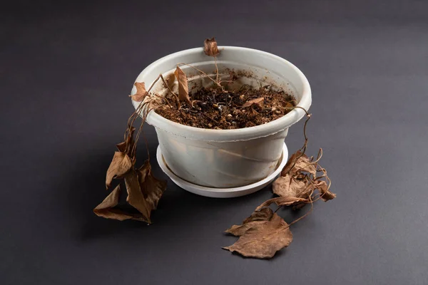 Planta Descolorida Sobre Fondo Oscuro — Foto de Stock