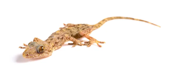 Lagarto Cerca Sobre Fondo Blanco —  Fotos de Stock