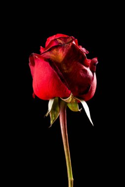 Solmuş gül siyah bir zemin üzerine