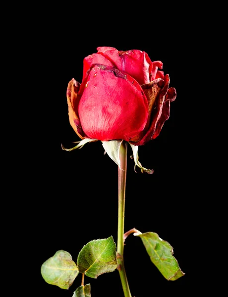 faded rose on a black background