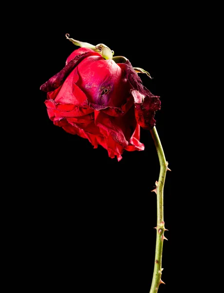 Verschoten Rose Een Zwarte Achtergrond — Stockfoto