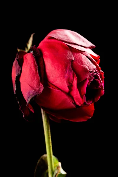Faded Rose Czarnym Tle — Zdjęcie stockowe