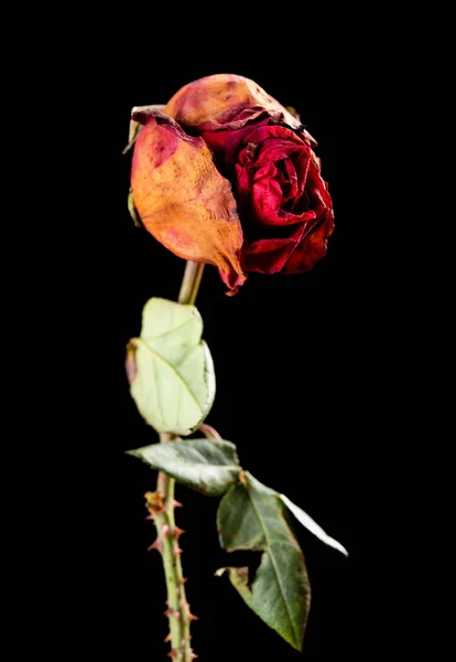 Faded Rose Czarnym Tle — Zdjęcie stockowe