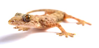 kertenkele beyaz bir arka plan üzerinde Kapat