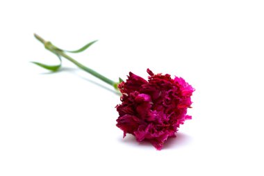 karanfil beyaz arka plan üzerinde soluk