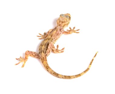 kertenkele beyaz bir arka plan üzerinde Kapat