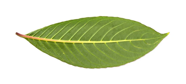 Parte Posterior Una Hoja Verde Fresca Sobre Fondo Blanco — Foto de Stock