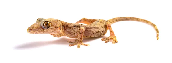 Lagarto Cerca Sobre Fondo Blanco — Foto de Stock