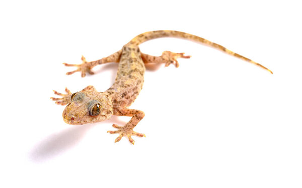 lizard close up on a white background