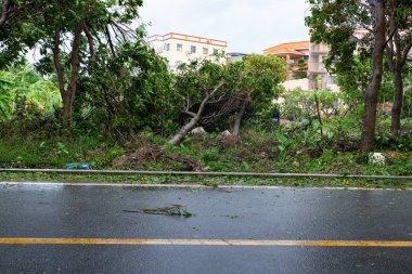 güçlü bir fırtına geçti sonra kırılmış ağaçlar