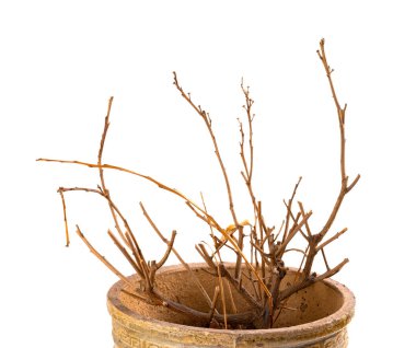 Beyaz bir arka plan üzerinde soluk bitki