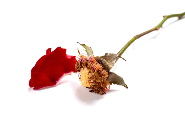 Zvadlá Růže Bílém Pozadí — Stock fotografie
