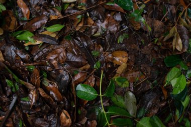 Bir yağmurlu günde arka plan ve doku olarak düşen yapraklar