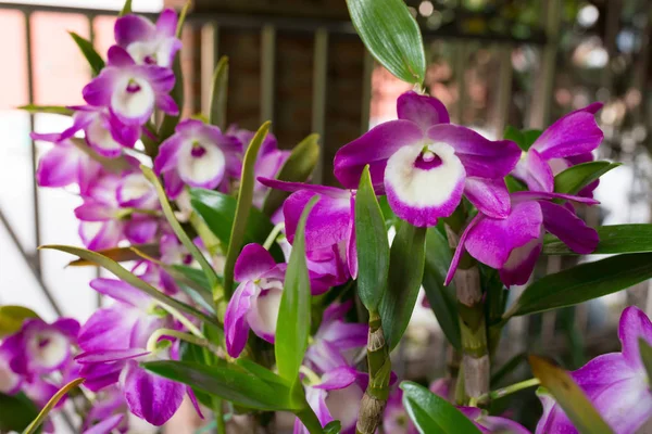 blooming orchid in outdoor horizontal composition