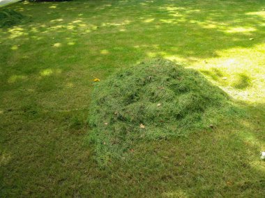 çim sadece çim biçme makinesi tarafından kesildi