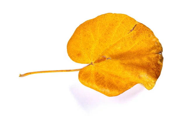 Frente Una Hoja Descolorida Sobre Fondo Blanco — Foto de Stock