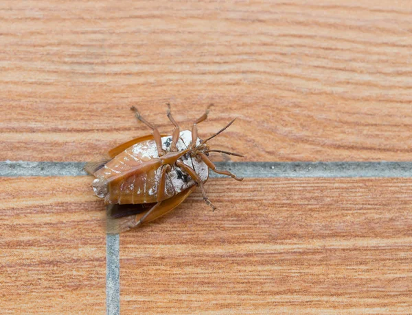 upside down bed bug on the floor