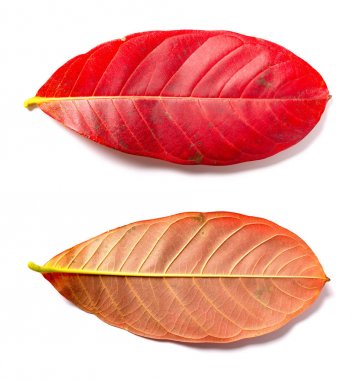 Beyaz arka planda kırmızı yaprak üst ve alt