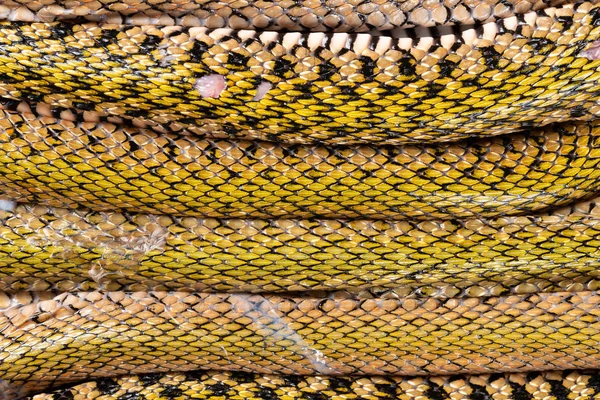 Ruggen Van Uitsparing Snake Lined Horizontaal — Stockfoto